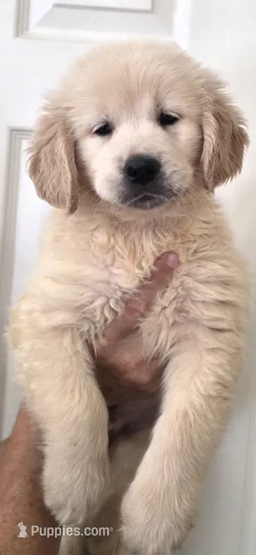Golden retriever  – Golden Retriever puppy for sale in Kingsburg, CA
