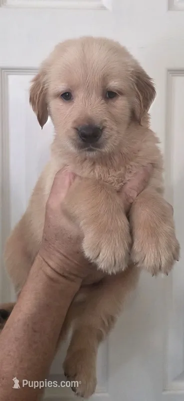 Golden retriever Akc limited – Golden Retriever puppy for sale in Kingsburg, CA