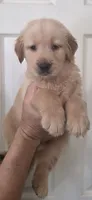Golden retriever Akc limited, a male Golden Retriever for sale in Kingsburg, CA – 2 of 2