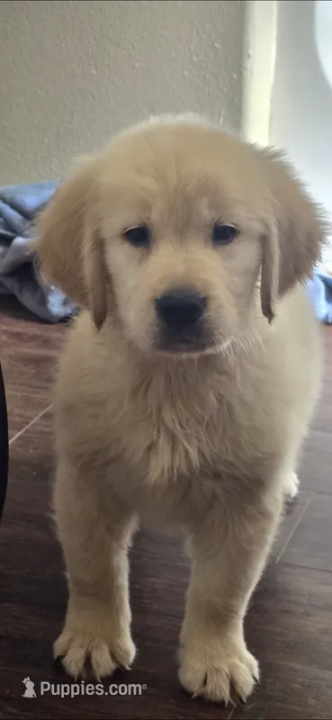 Golden retriever  – Golden Retriever puppy for sale in Kingsburg, CA