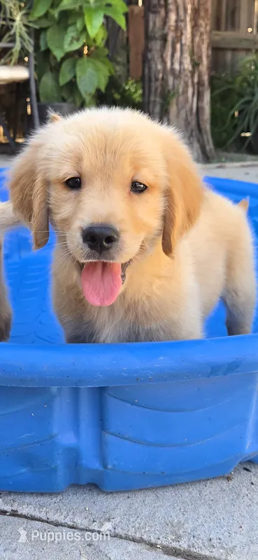 Golden retriever  – Golden Retriever puppy for sale in Kingsburg, CA