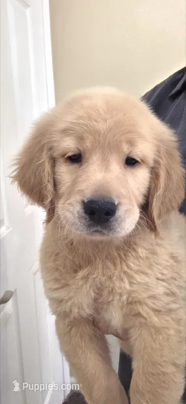 Golden retriever  – Golden Retriever puppy for sale in Kingsburg, CA