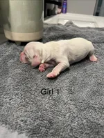 Rose, a female Cocker Spaniel for sale in Lakeside, AZ – 2 of 10