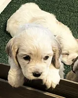 Rose, a female Cocker Spaniel for sale in Lakeside, AZ – 1 of 8