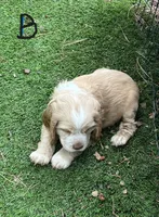 Buddy, a male Cocker Spaniel for sale in Lakeside, AZ – 1 of 10