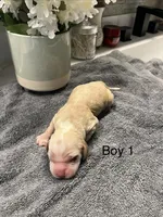 Buddy, a male Cocker Spaniel for sale in Lakeside, AZ – 2 of 10