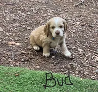 Buddy, a male Cocker Spaniel for sale in Lakeside, AZ – 3 of 10