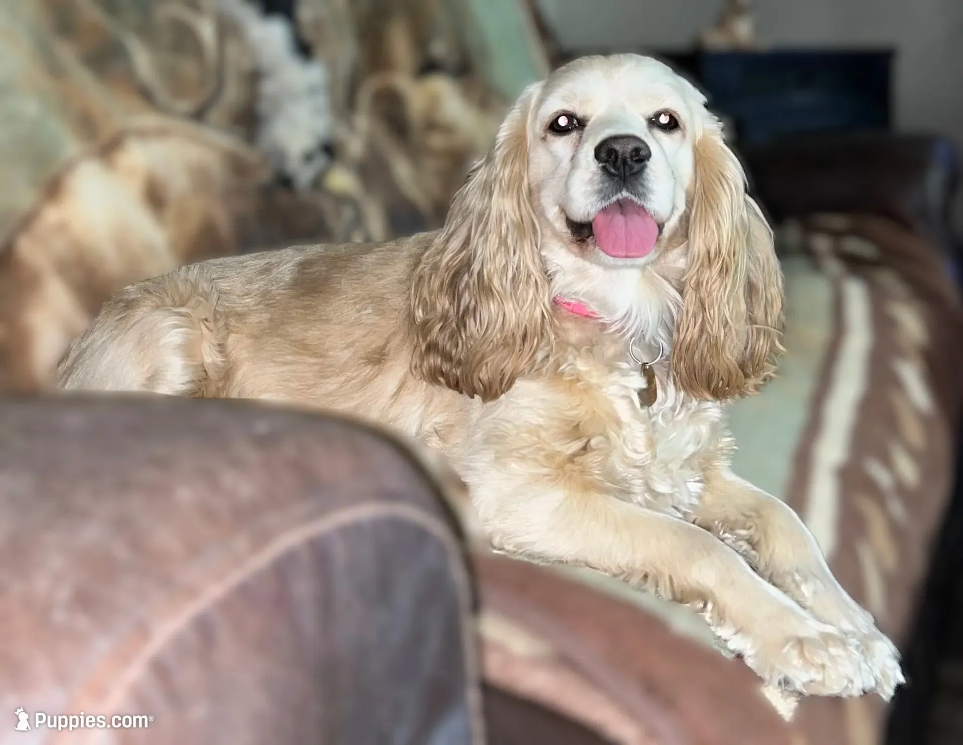Buddy, a male Cocker Spaniel for sale in Lakeside, AZ – 6 of 10