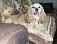 Buddy, a male Cocker Spaniel for sale in Lakeside, AZ – 4 of 10