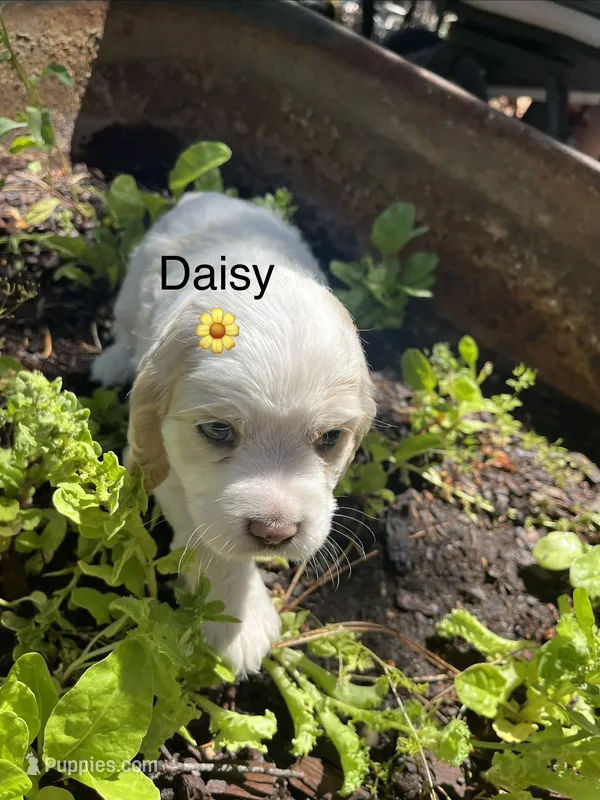 Daisy – Cocker Spaniel puppy for sale in Lakeside, AZ