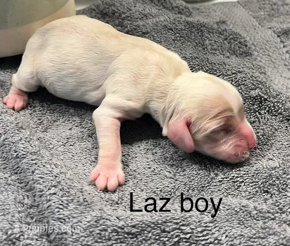 Laz – Cocker Spaniel puppy for sale in Lakeside, AZ
