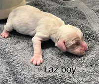Laz, a male Cocker Spaniel for sale in Lakeside, AZ – 1 of 9