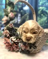 Laz, a male Cocker Spaniel for sale in Lakeside, AZ – 3 of 8