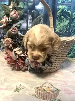 Laz, a male Cocker Spaniel for sale in Lakeside, AZ – 4 of 8