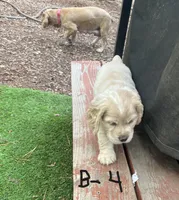 Buddy, a male Cocker Spaniel for sale in Lakeside, AZ – 4 of 10