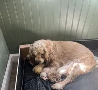 Posy, a female Cocker Spaniel for sale in Lakeside, AZ – 8 of 9