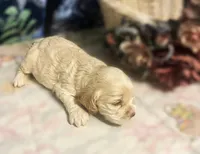 Daisy, a female Cocker Spaniel for sale in Lakeside, AZ – 3 of 10