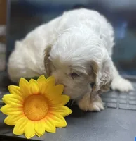 Lilac, a female Cocker Spaniel for sale in Lakeside, AZ – 1 of 8