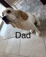 Lilac, a female Cocker Spaniel for sale in Lakeside, AZ – 3 of 10