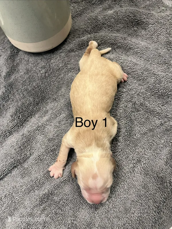 Buddy – Cocker Spaniel puppy for sale in Lakeside, AZ