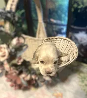 Daisy, a female Cocker Spaniel for sale in Lakeside, AZ – 2 of 10