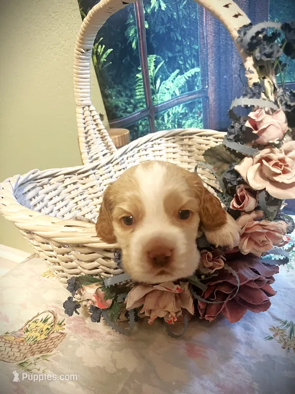 Buddy – Cocker Spaniel puppy for sale in Lakeside, AZ