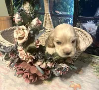 Rose, a female Cocker Spaniel for sale in Lakeside, AZ – 3 of 8