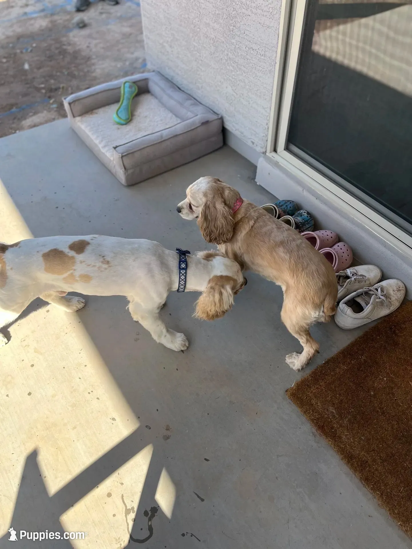 Buddy, a male Cocker Spaniel for sale in Lakeside, AZ – 7 of 10