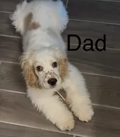 Lilac, a female Cocker Spaniel for sale in Lakeside, AZ – 5 of 10