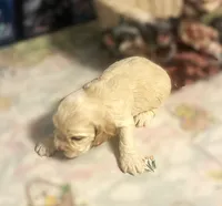 Daisy, a female Cocker Spaniel for sale in Lakeside, AZ – 4 of 10