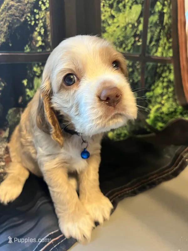 Buddy – Cocker Spaniel puppy for sale in Lakeside, AZ