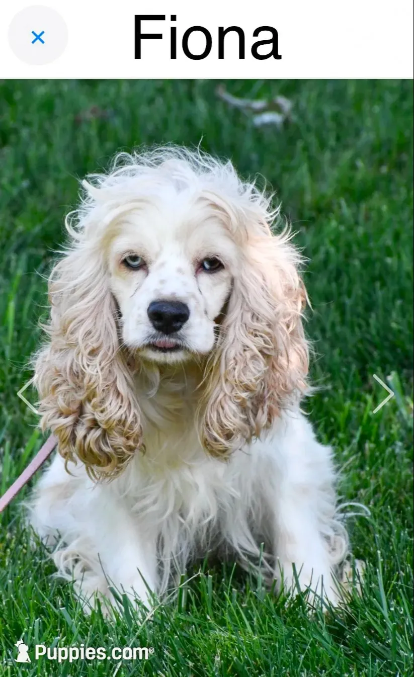 Buddy, a male Cocker Spaniel for sale in Lakeside, AZ – 10 of 10