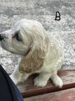 Buddy, a male Cocker Spaniel for sale in Lakeside, AZ – 5 of 10