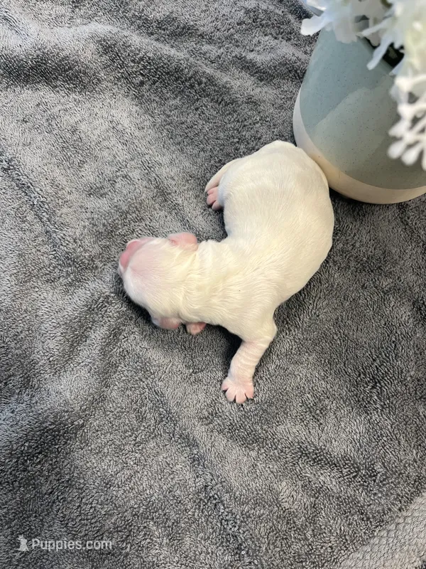 Lilac – Cocker Spaniel puppy for sale in Lakeside, AZ