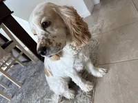 Buddy, a male Cocker Spaniel for sale in Lakeside, AZ – 5 of 10