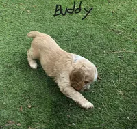 Buddy, a male Cocker Spaniel for sale in Lakeside, AZ – 2 of 10