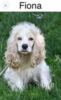 Posy, a female Cocker Spaniel for sale in Lakeside, AZ – 6 of 9