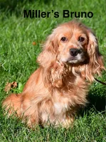 Posy, a female Cocker Spaniel for sale in Lakeside, AZ – 5 of 9