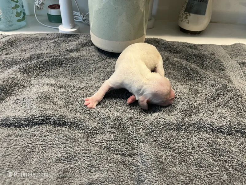 Posy – Cocker Spaniel puppy for sale in Lakeside, AZ