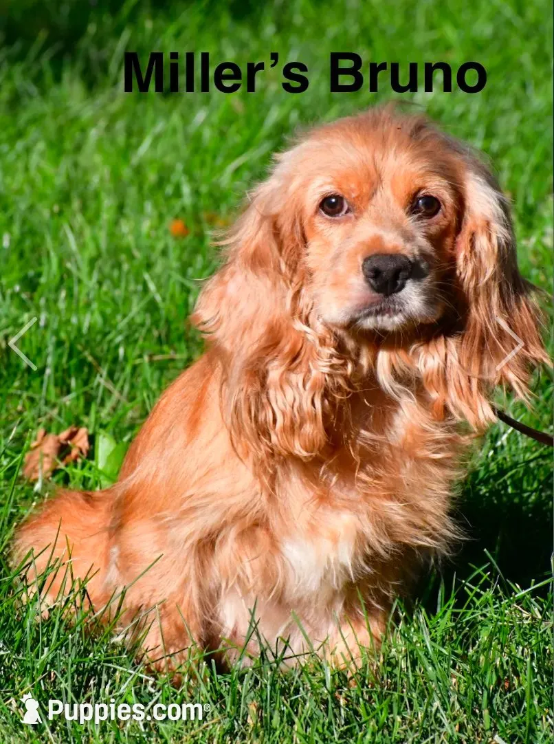 Buddy, a male Cocker Spaniel for sale in Lakeside, AZ – 9 of 10