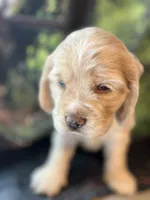 Laz, a male Cocker Spaniel for sale in Lakeside, AZ – 2 of 8