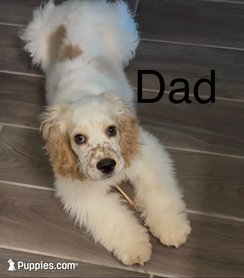 Buddy, a male Cocker Spaniel for sale in Lakeside, AZ – 8 of 10