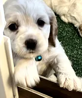 Rose, a female Cocker Spaniel for sale in Lakeside, AZ – 2 of 8