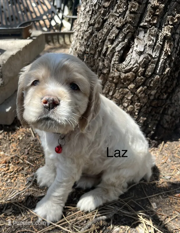 Laz – Cocker Spaniel puppy for sale in Lakeside, AZ