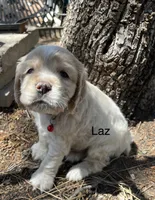 Laz, a male Cocker Spaniel for sale in Lakeside, AZ – 1 of 8