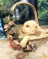 Lilac, a female Cocker Spaniel for sale in Lakeside, AZ – 2 of 8