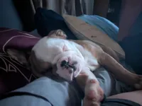 Baby, a female English Bulldog for sale in New Whiteland, IN – Photo 4 of 6