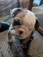 Baby, a female English Bulldog for sale in New Whiteland, IN – Photo 1 of 6