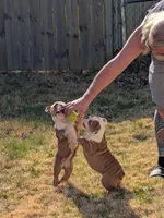 Baby, a female English Bulldog for sale in New Whiteland, IN – Photo 5 of 6