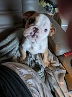 Baby, a female English Bulldog for sale in New Whiteland, IN – Photo 3 of 6